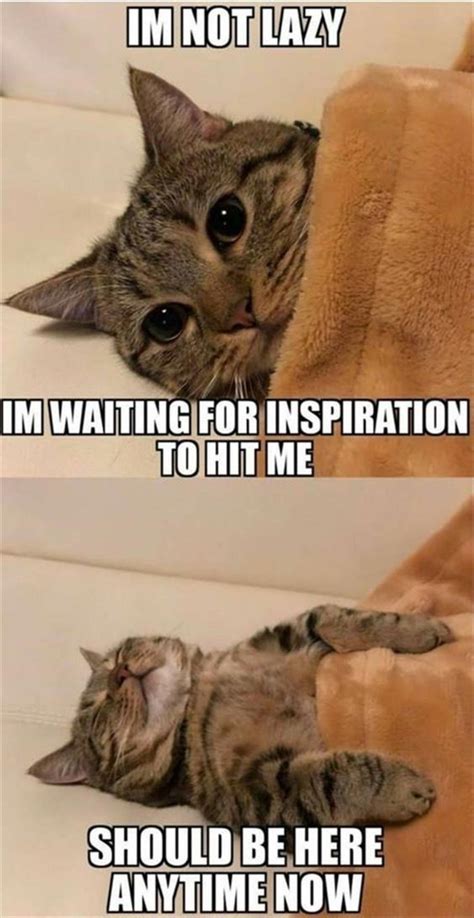 funny animals memes|inspirational animal memes.